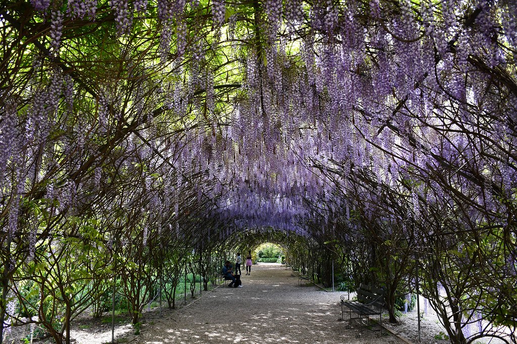 Wisteria Walk in the Adelaide Botanic Gardens. South Austr… Flickr