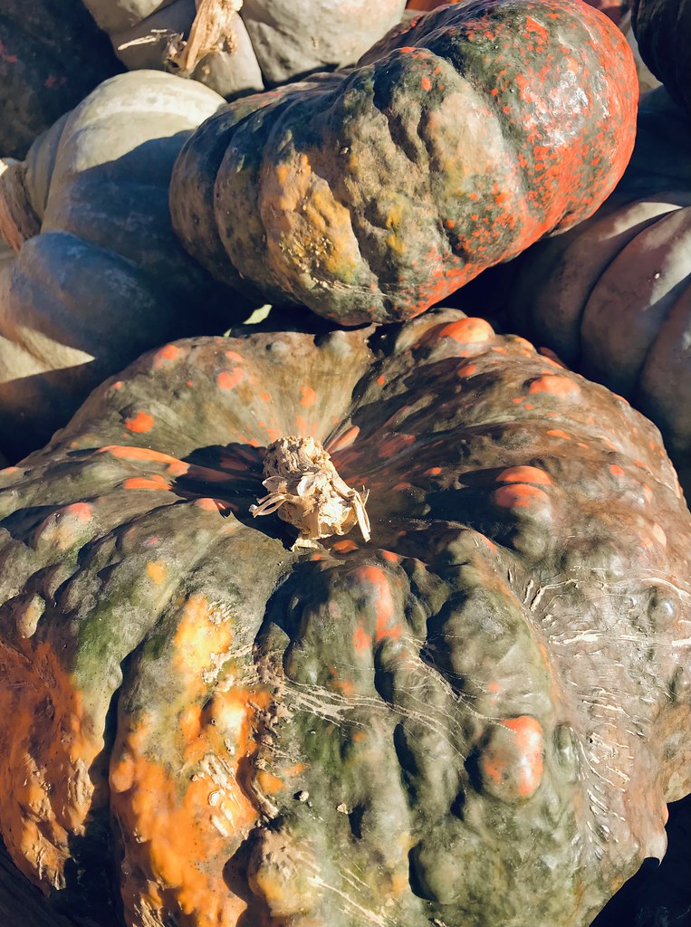 Mottled Majesty, Cavetown, Maryland, October 2022 Ann Longmore