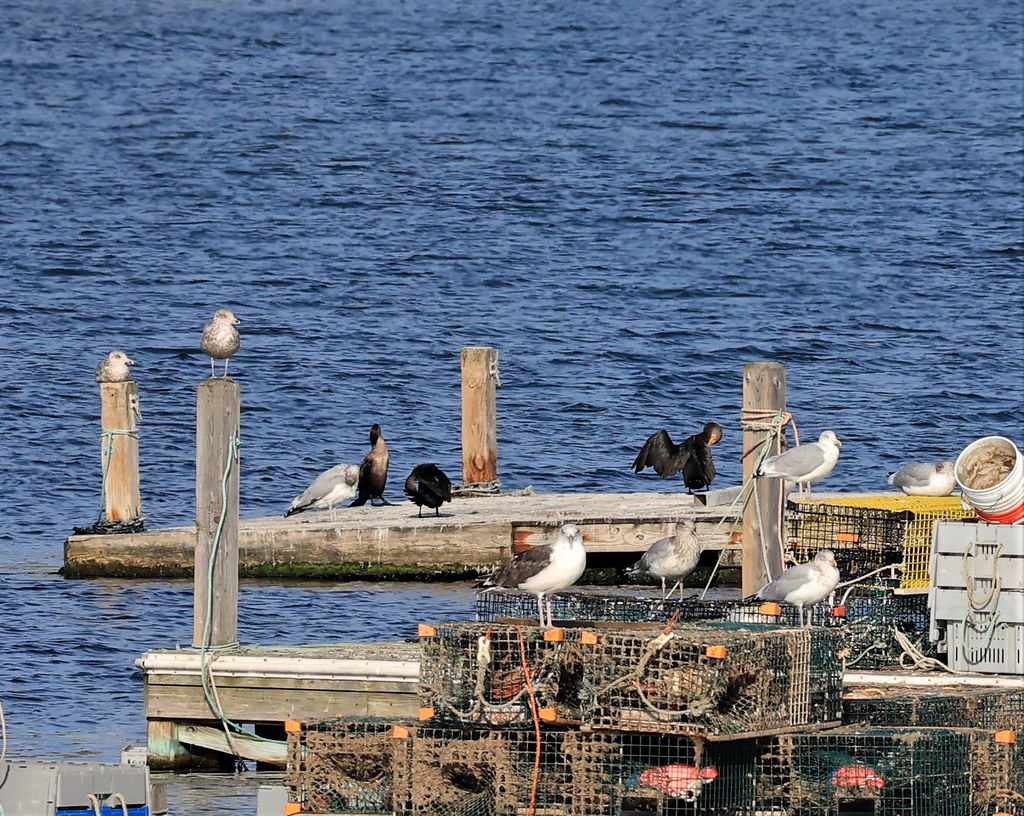 Bass Harbor, Maine, herring gulls and cormorants Dennis Cooke Flickr