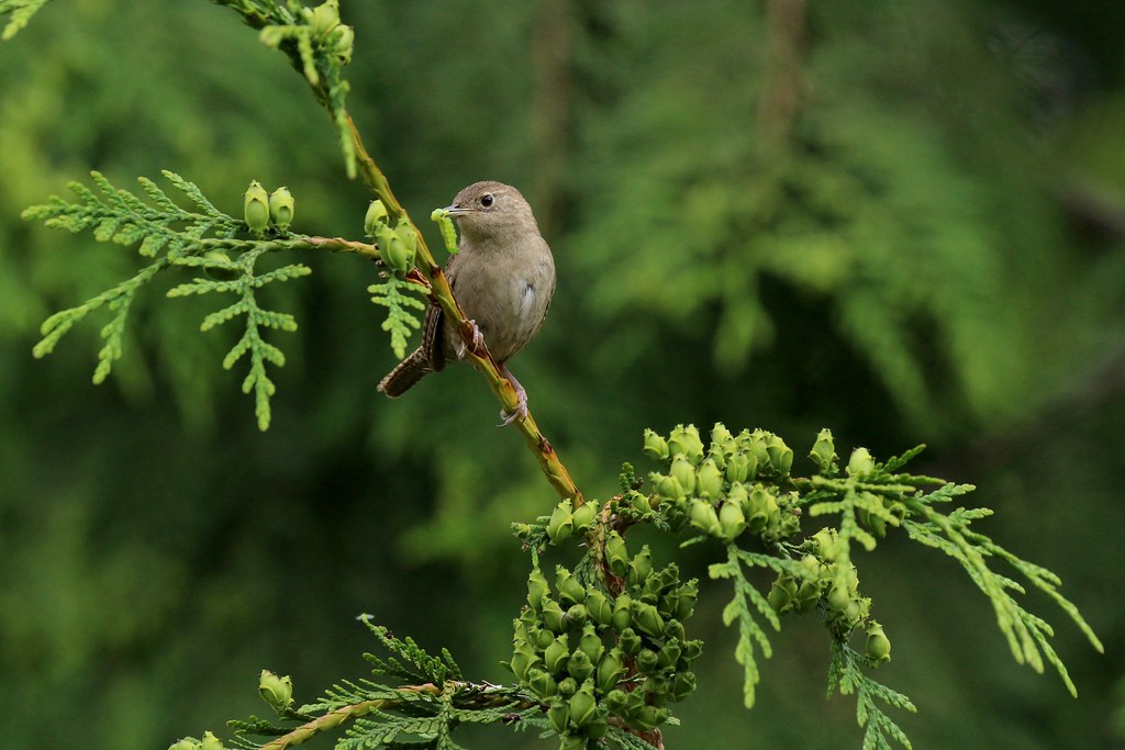 House Wren Brood waiting in a bird house nearby. There's a… Flickr