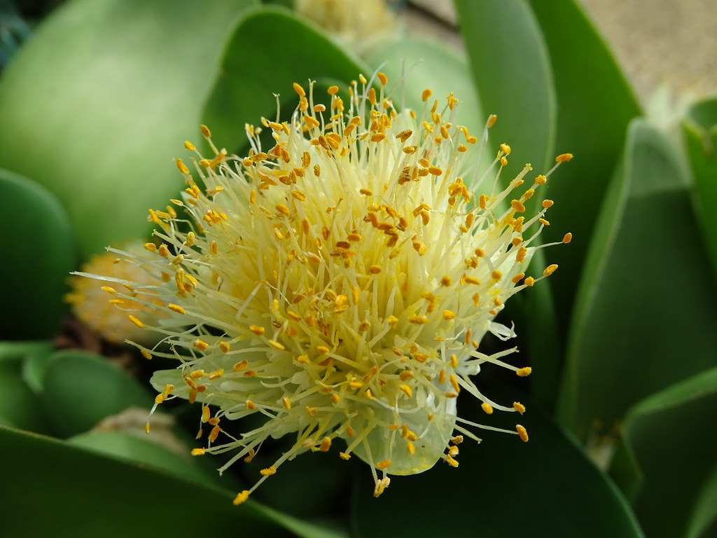 Shaving brush plant Stuart Radziejewski Flickr