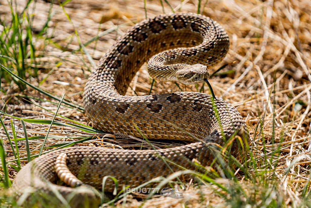 Prairie Rattle snakes Christopher Navarro Flickr