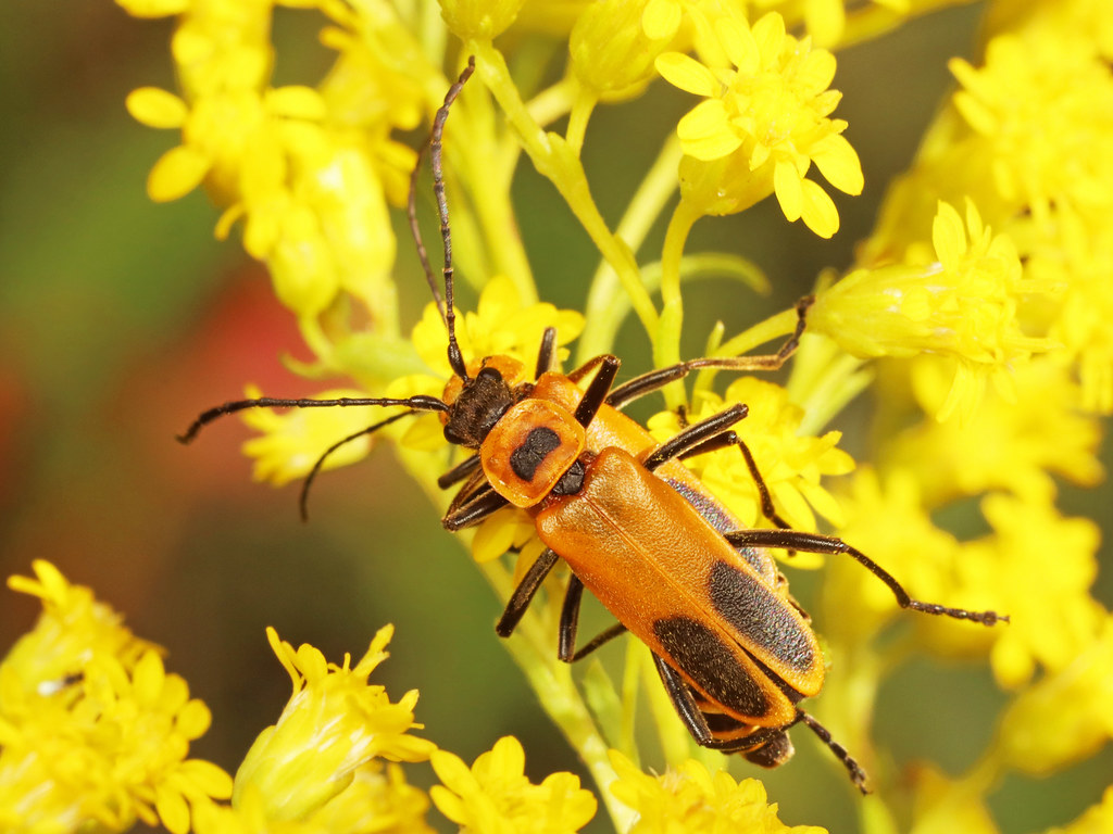 Chauliognathus pensylvanicus Goldenrod Soldier Beetle Flickr
