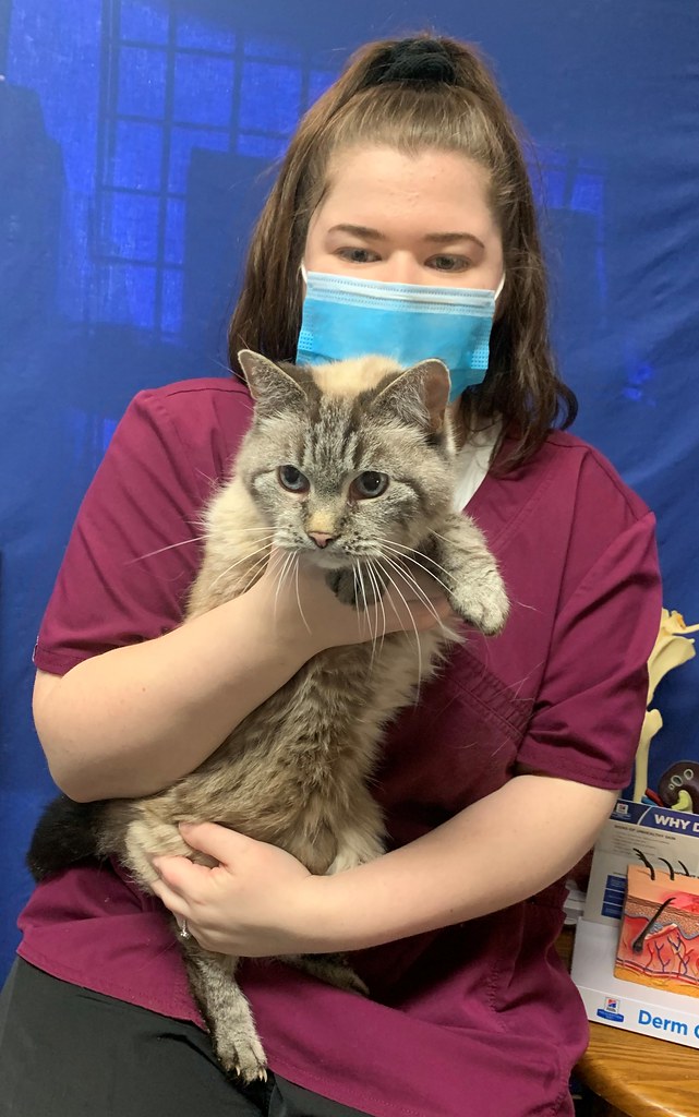 StreeterLola Road Animal Clinic Flickr