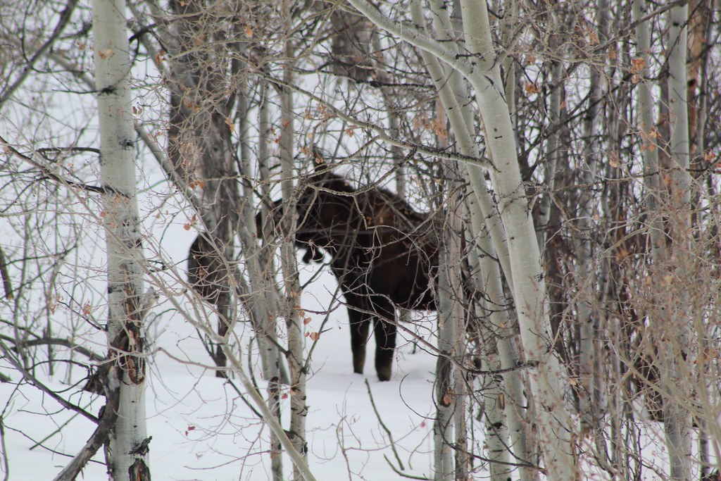 311443642_550416497086741_5639762173308957753_n A Moose mi… Flickr