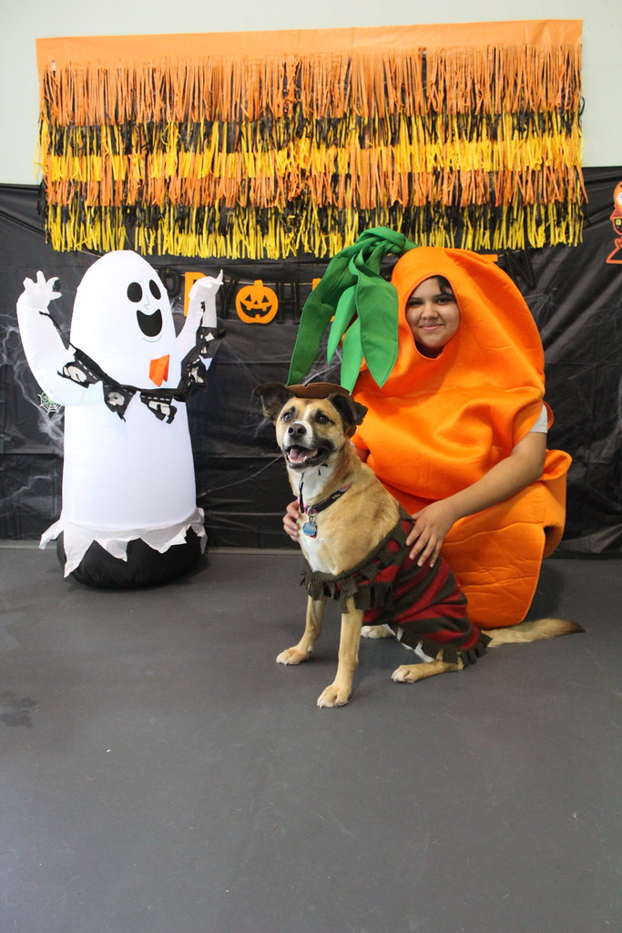 IMG_5182 Doggie Daycare Halloween Party 2022 Rover Oaks Pet Resort