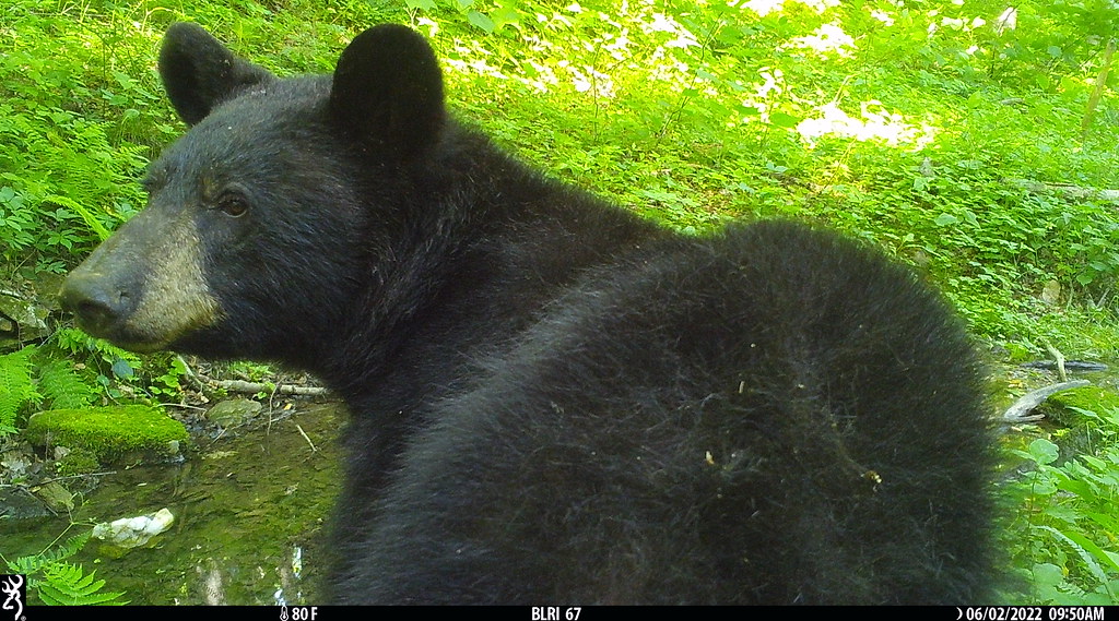 Black bear NPS, Blue Ridge Parkway Wildlife Cameras Flickr