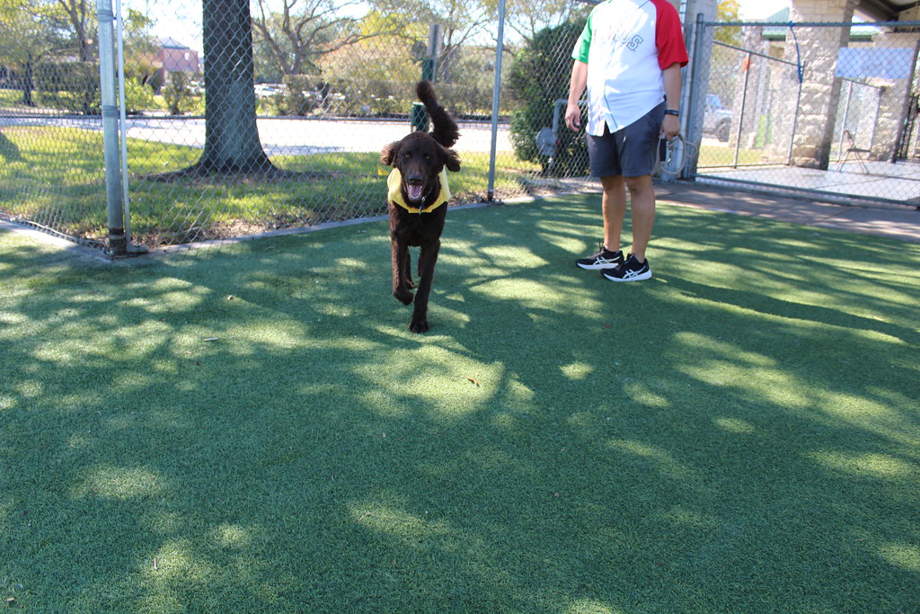 IMG_4849 Doggie Daycare Halloween Party 2022 Rover Oaks Pet Resort