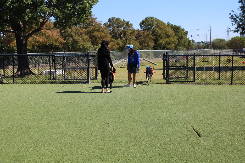 IMG_4853 Doggie Daycare Halloween Party 2022 Rover Oaks Pet Resort