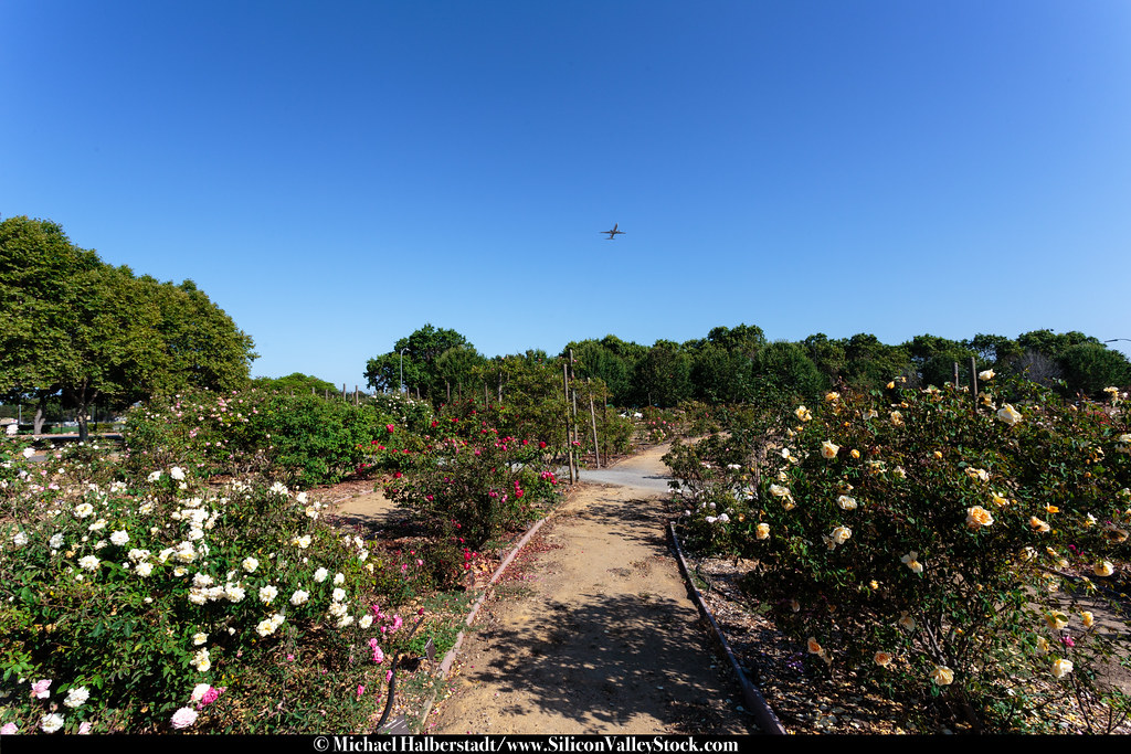 Heritage Rose Garden Heritage Rose Garden, San Jose, Calif… Michael
