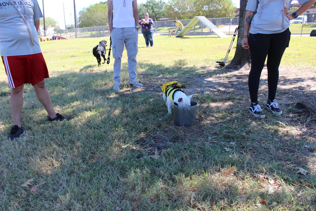 IMG_5014 Doggie Daycare Halloween Party 2022 Rover Oaks Pet Resort