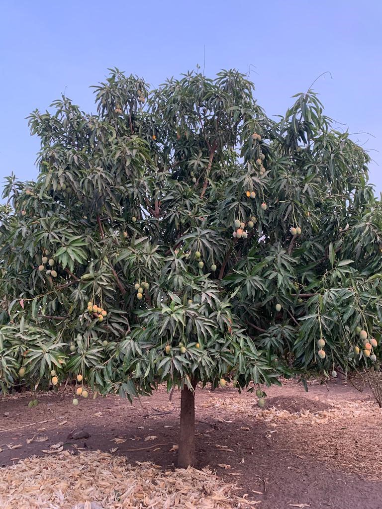Soussane Senegal mango_photo credit Francoise Clottes Flickr