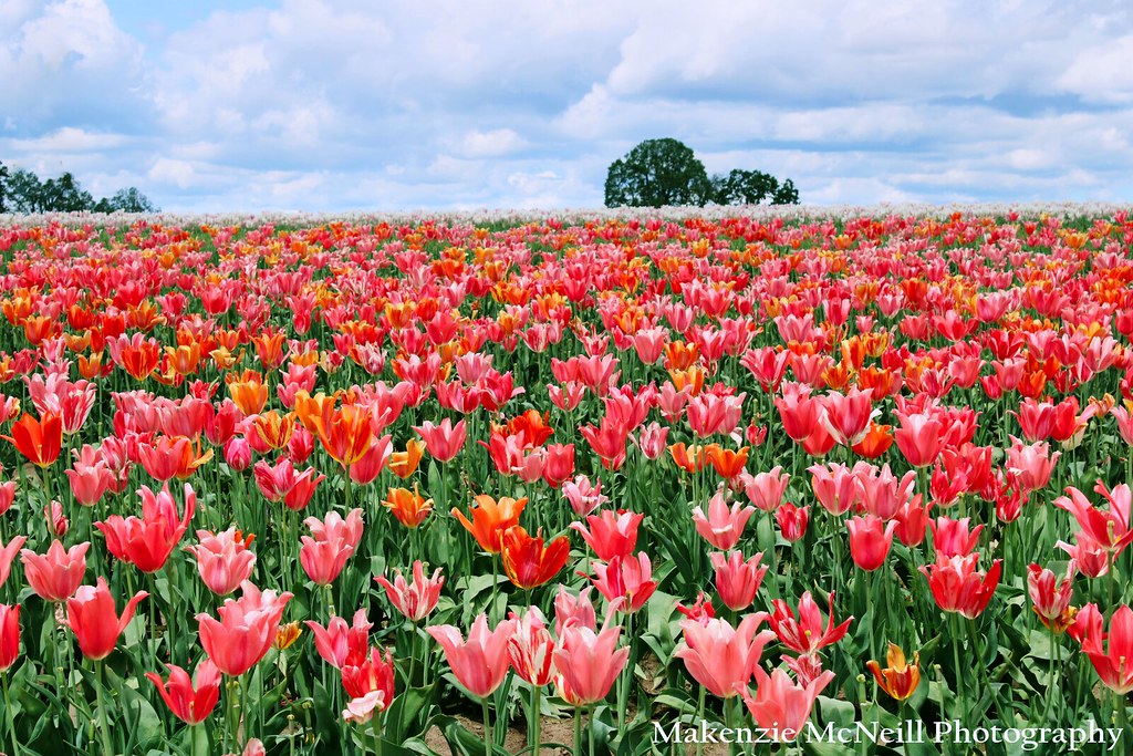 Tulips & Trees Oregon Tulip Festival, May 2021 mkrmcneill Flickr