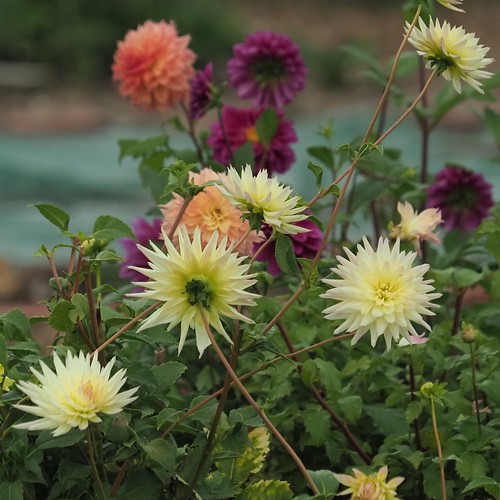 Flowers At The Eastern Promenade Community Gardens Flickr