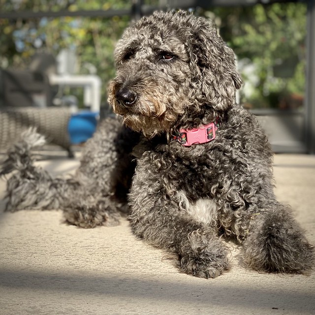 november doodle Arcane Science Lab