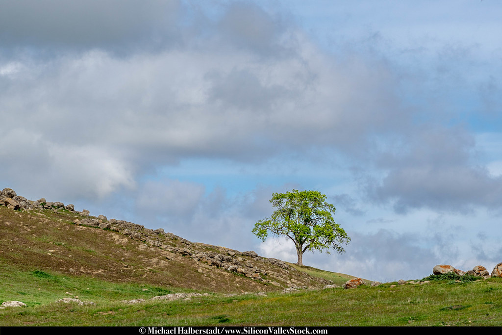 East Foothills East San Jose Foothills, San Jose, Silicon … Michael
