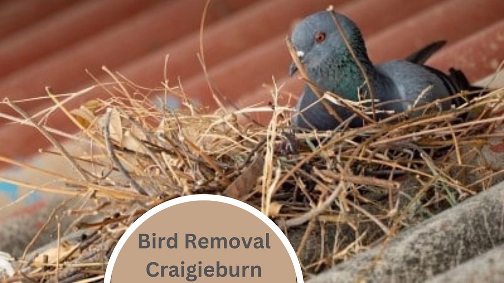 Bird Removal Craigieburn Our Bird Removal Craigieburn team… Flickr