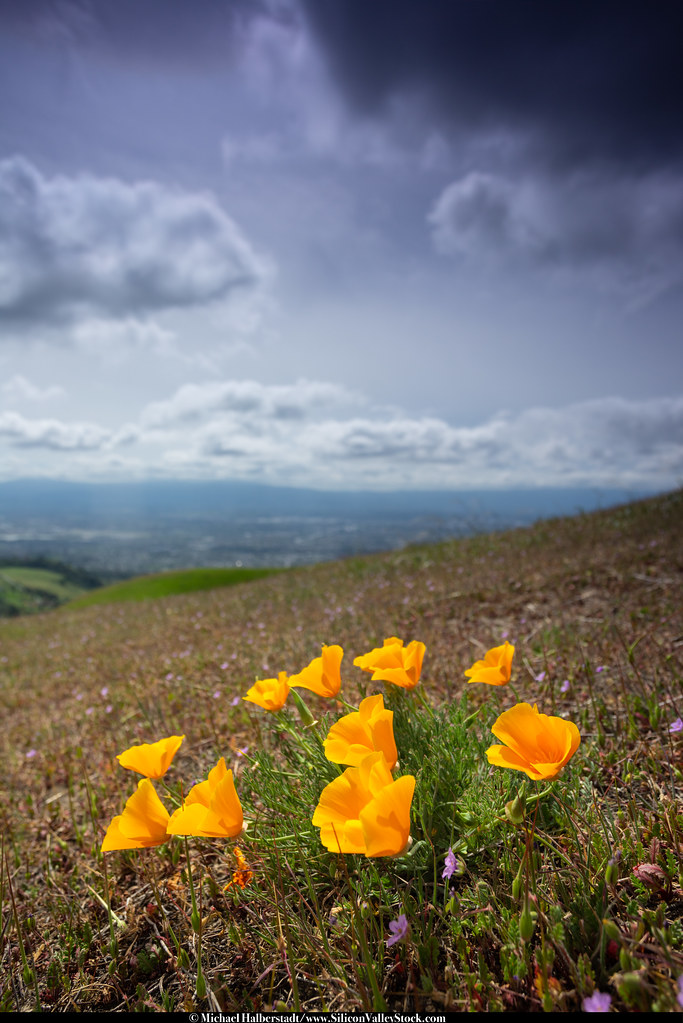 East Foothills East San Jose Foothills, San Jose, Silicon … Michael