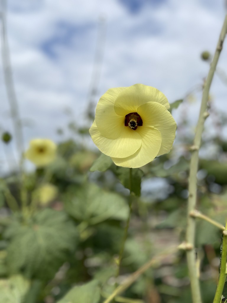 Hope Farms HTX Plant It Forward Farms Flickr