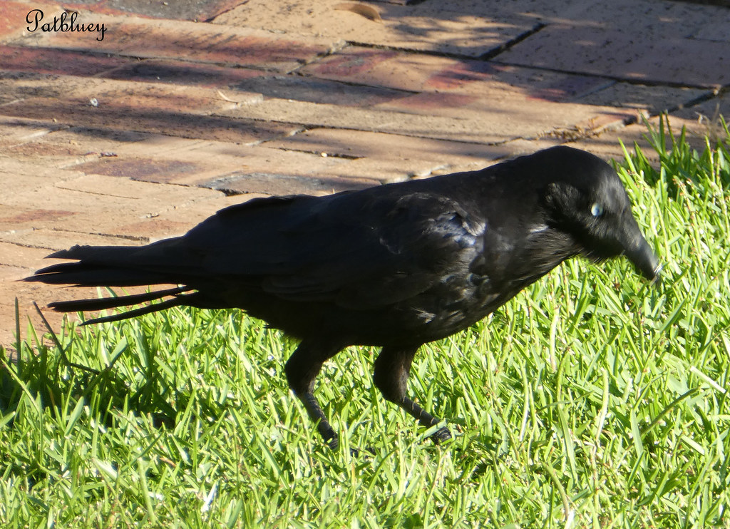 Mr Crow in my garden Feeding Mr Crow in my garden NSW Aust… pat.bluey Flickr