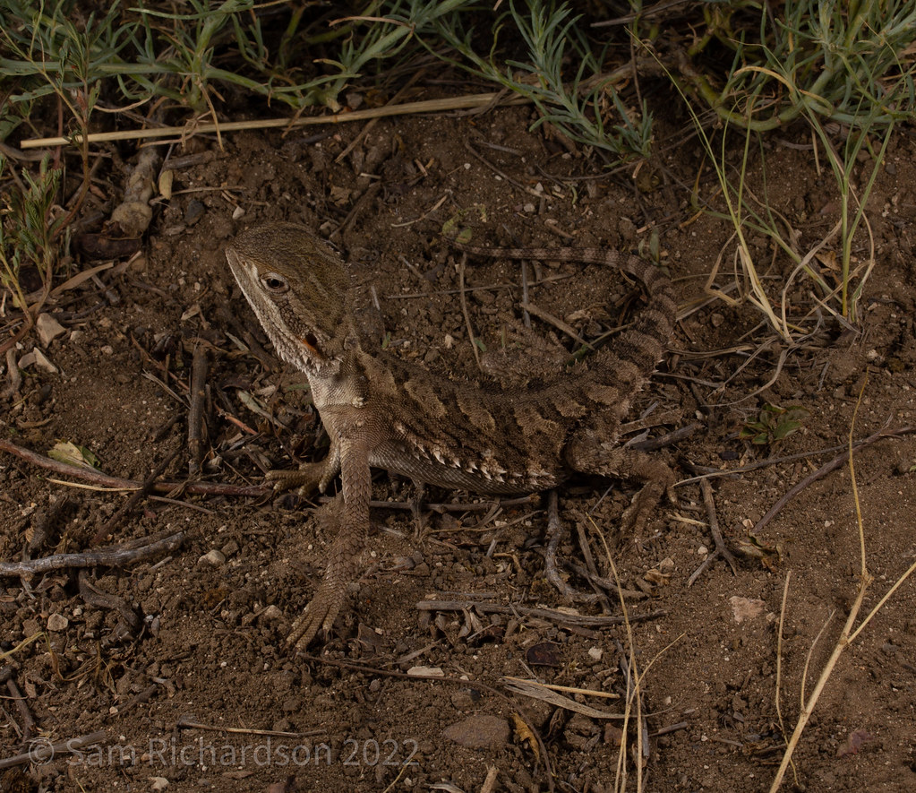 Downs Bearded Dragon (Pagona henrylawsoni) Winton Region, … Sam