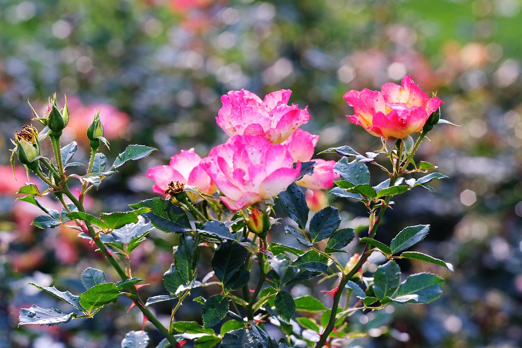 Just flowers Dmitrii E. Flickr