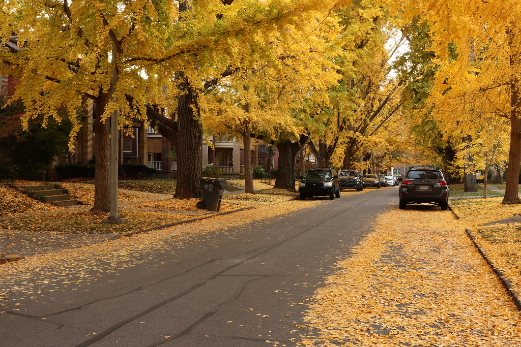 Catalpa Road Lexington, KY MarcusDC Flickr