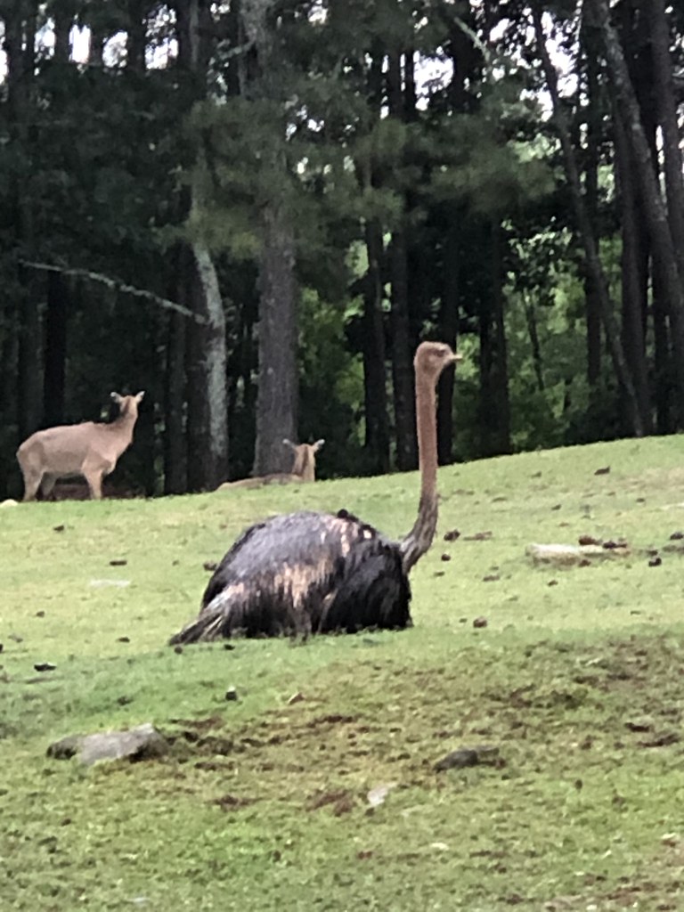 IMG_3838 Ostrich in safari park, Dean Foust Flickr