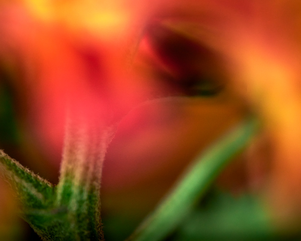 Abstract Point Pelee Mum ilene570 Flickr