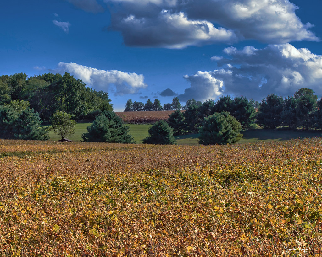 Soybean and Cornfields In Sangamon County, Illinois a photo on Flickriver