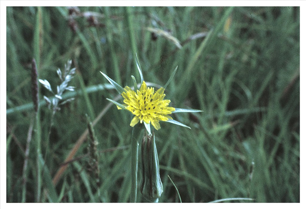Ashurst, Kent, Easter, March 1975. anthony allan Flickr