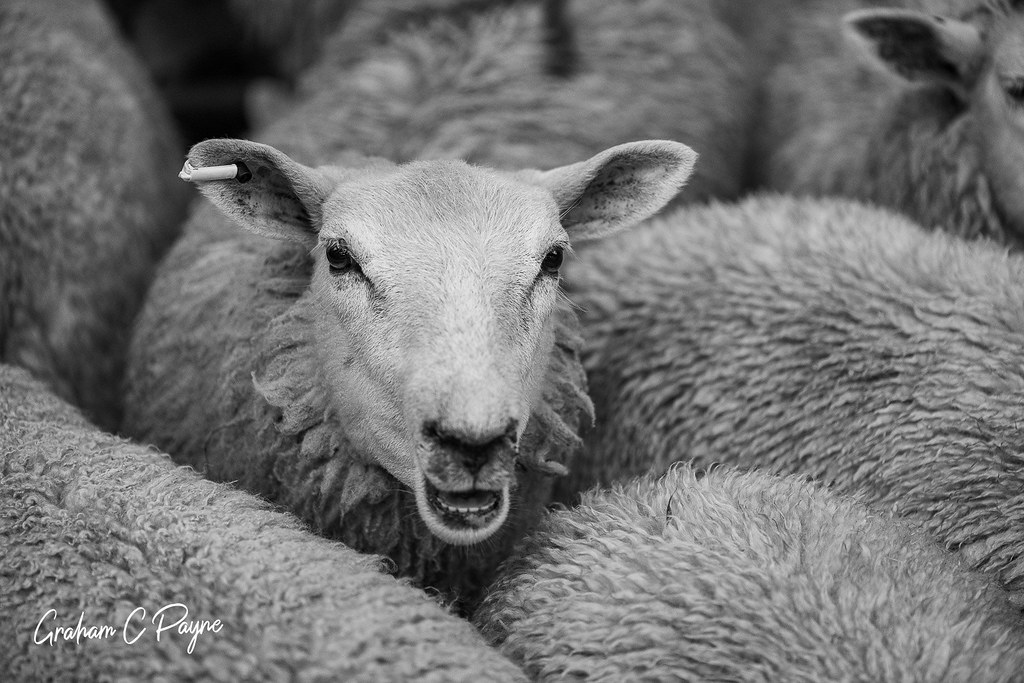 Here's looking at Ewe South Molton Livestock Market, Devon… Flickr