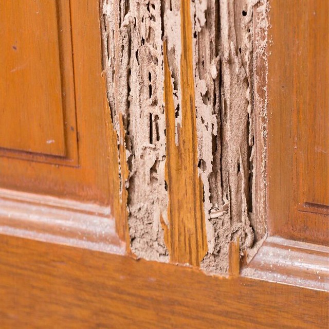 Termite Services Flickr