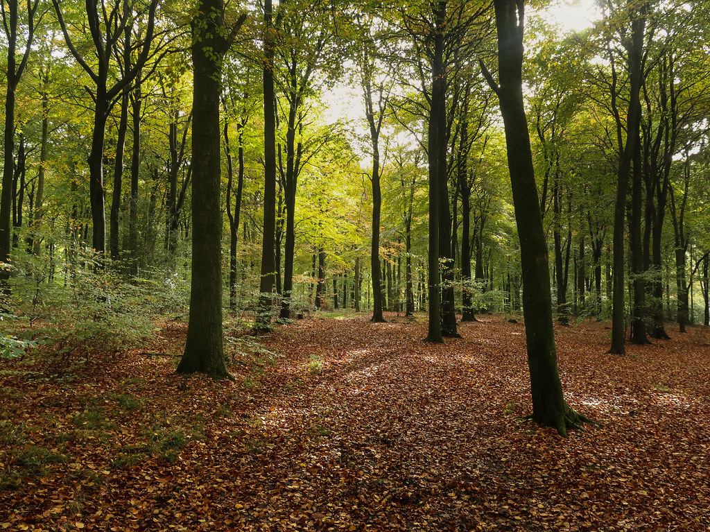 Wendover Woods. The Chilterns Alex JD Flickr