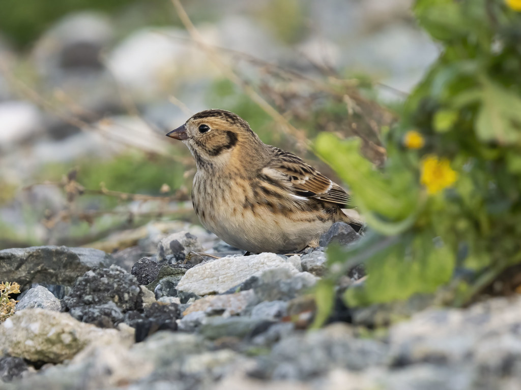 Lapland Bunting Soldiers Point, Anglesey, UK, November 202… John