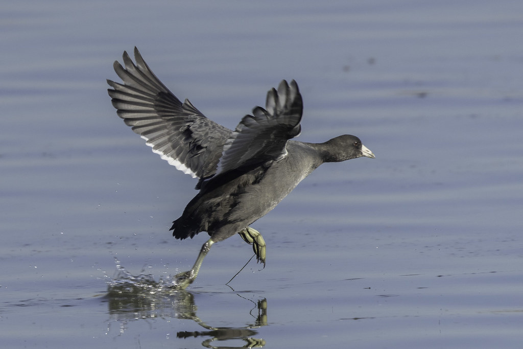 AMERICAN COOT View in Original size Flickr