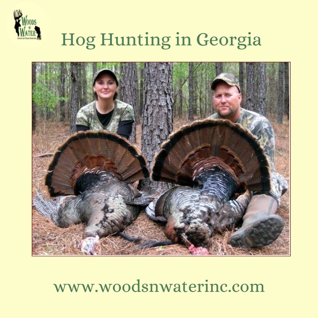 Guided Wild Hog Hunting in Excellent opportunity f… Flickr