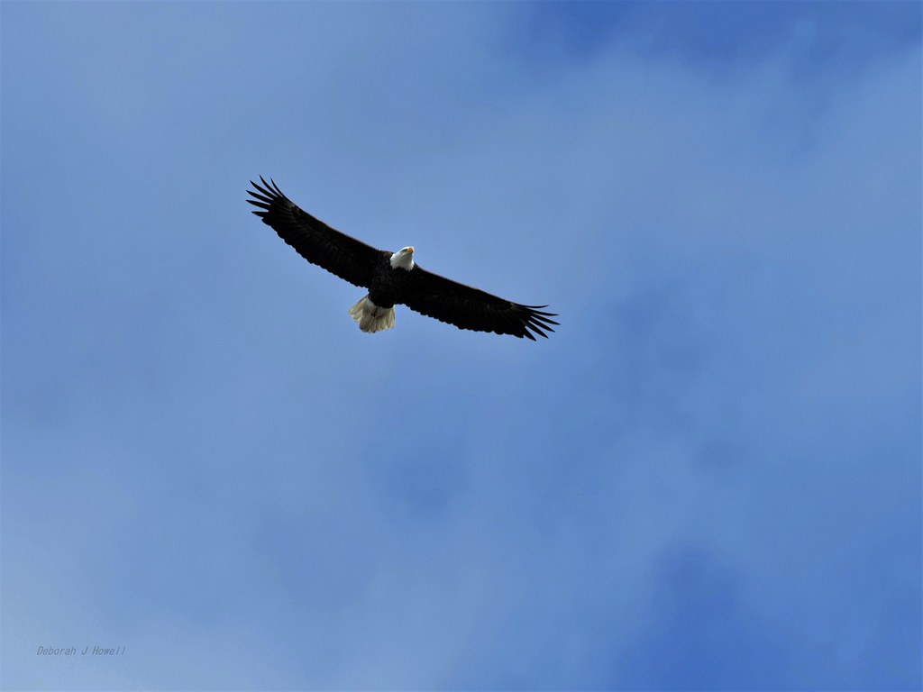 Power Tower BE073 Bald Eagle Nest The eagle leaves the tow… Flickr