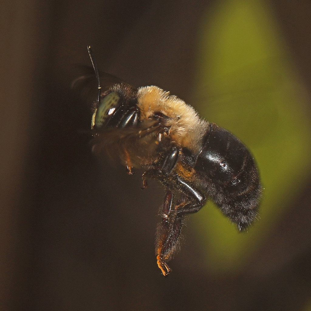 Eastern Carpenter Bee Xylocopa virginica, Glendening Nat… Flickr