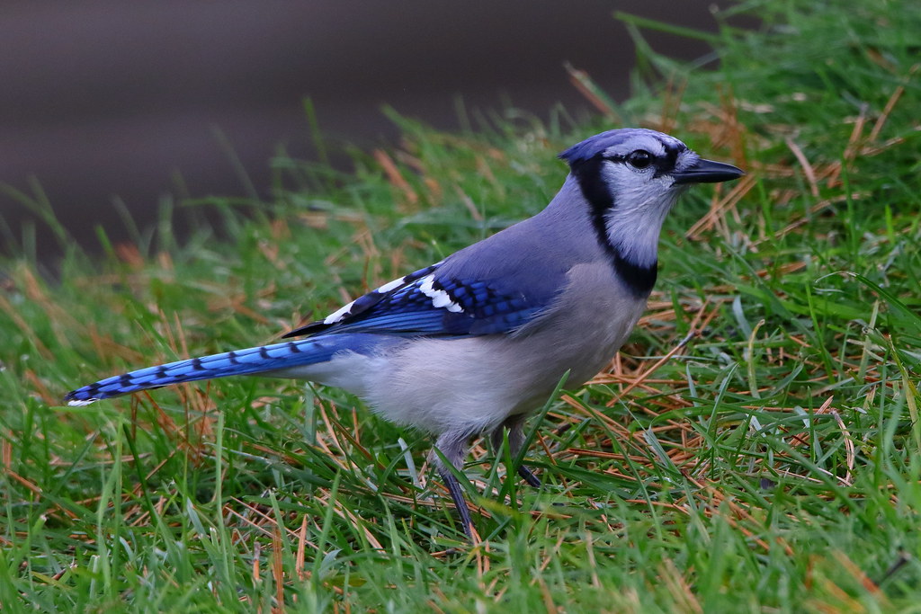 Blue Jay Fermeuse NL October 2022 394A4423 Joe Kearney Flickr