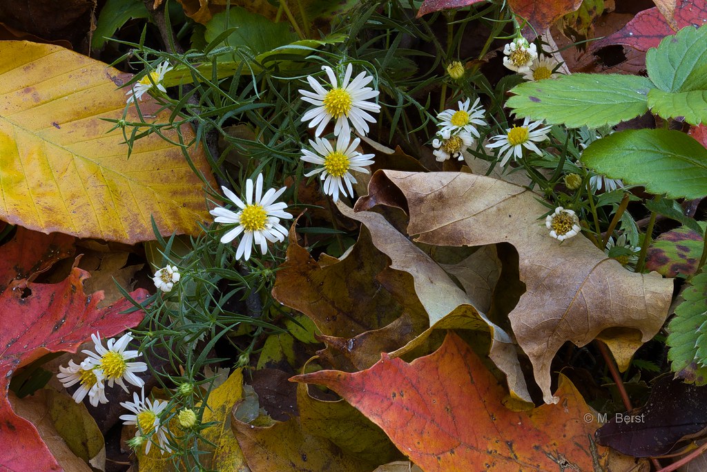 Frost aster Symphyotrichum pilosum Asteraceae Mike Berst Flickr