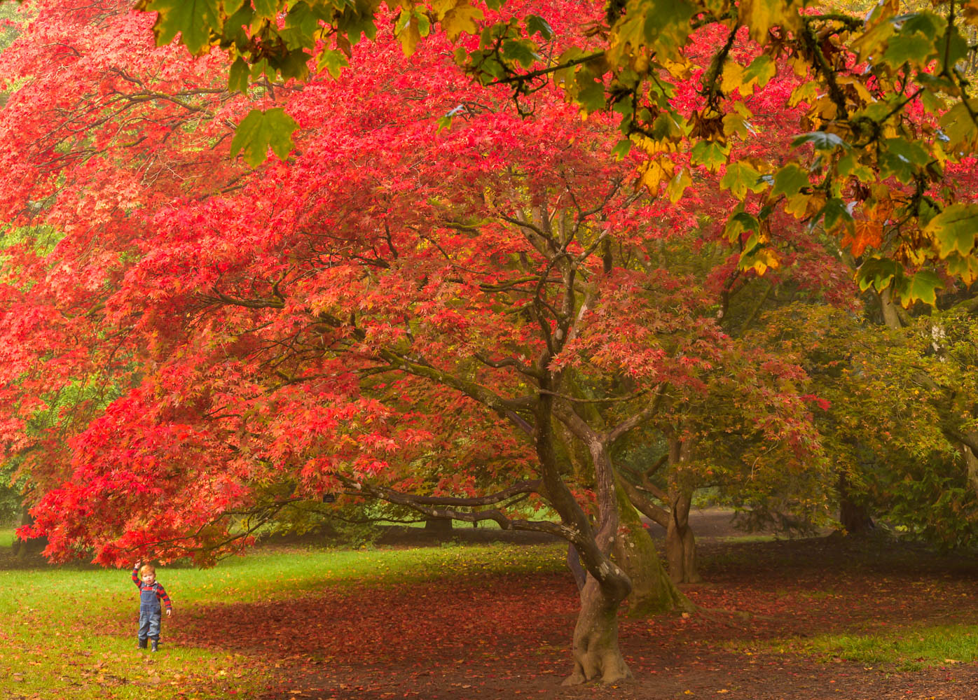 Fall Colors Volume 3 Flickr