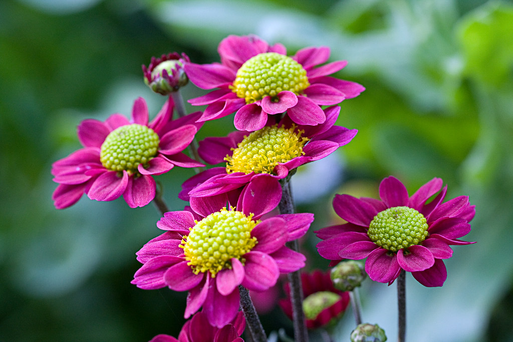 November Flowers blackpictures Flickr