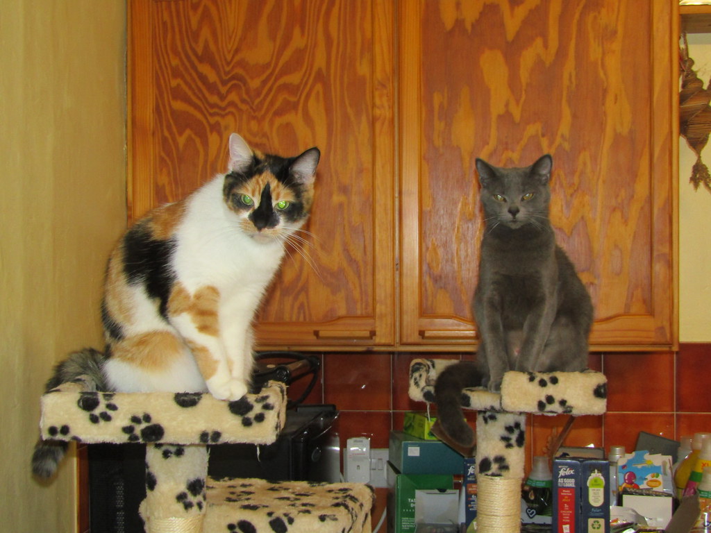 Chilli and Pepper The cats are bored today. It has been ra… Flickr