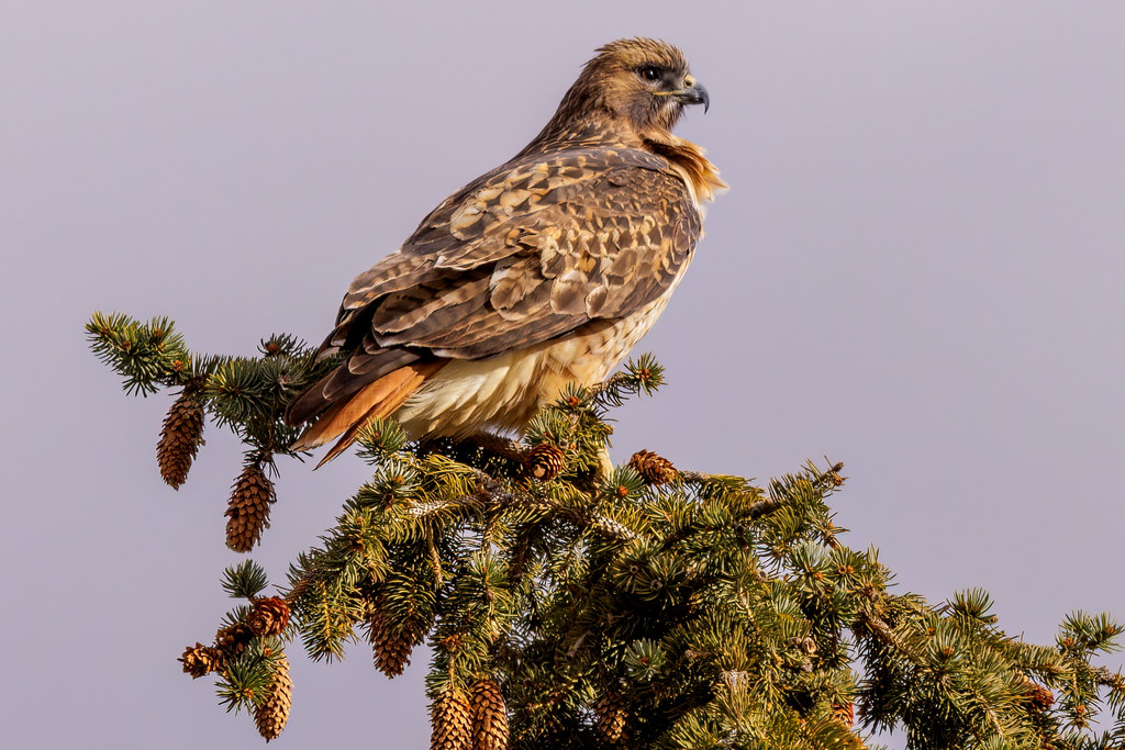 Christmas Tree Hawk An Early Christmas tree topper after a… Flickr