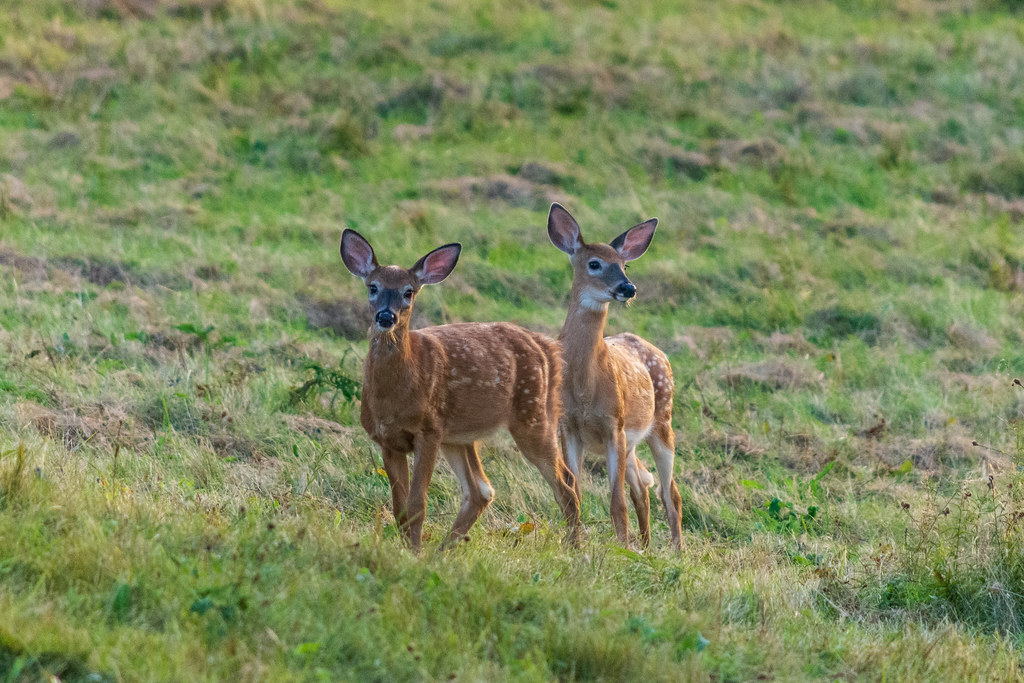 Bras d'Or Lake, Cape Breton Island, Nova Scotia, Canada Flickr