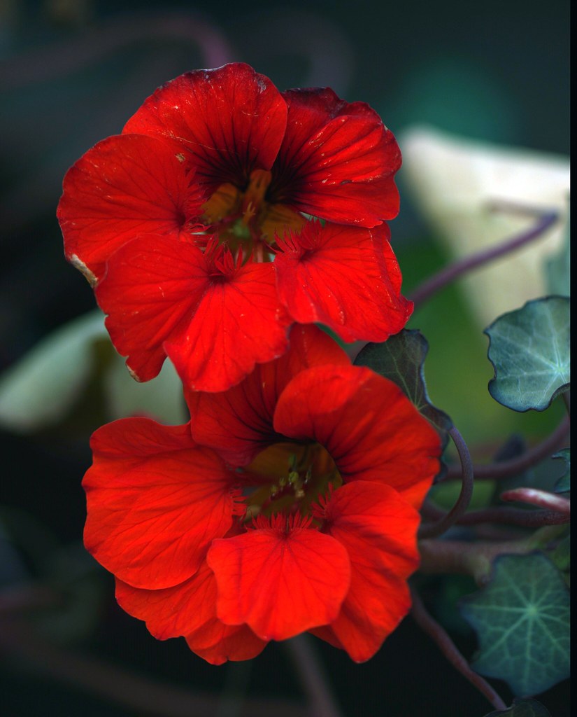 Last Nasturtiums. Gillian Floyd Flickr