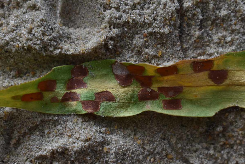 Leafscar pattern on Melaleuca leucadendra, Buchans Pt Bea… Flickr
