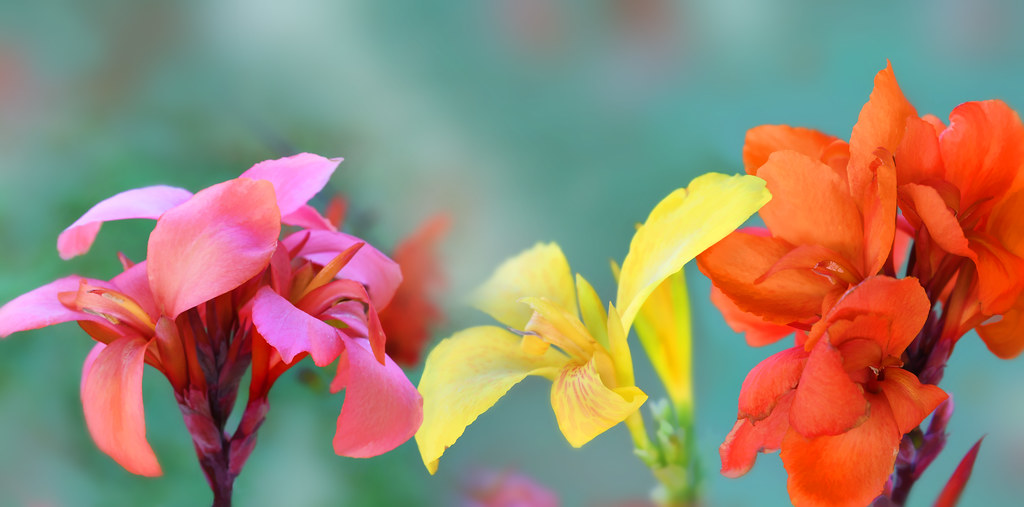 Painterly Our Patio flowers are so colorful, and a beauty … Flickr