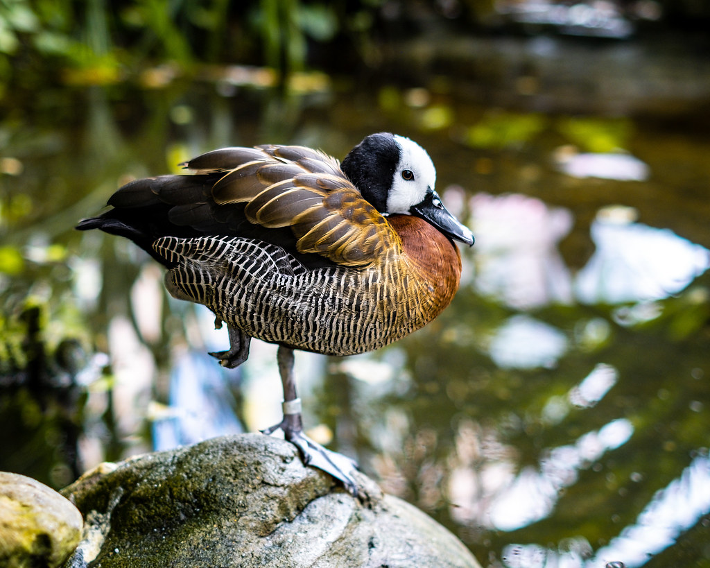 WhiteFaced Whistling Duck, Nashville Zoo 10/28/22 Flickr